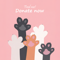 Donate to feed stray cats!