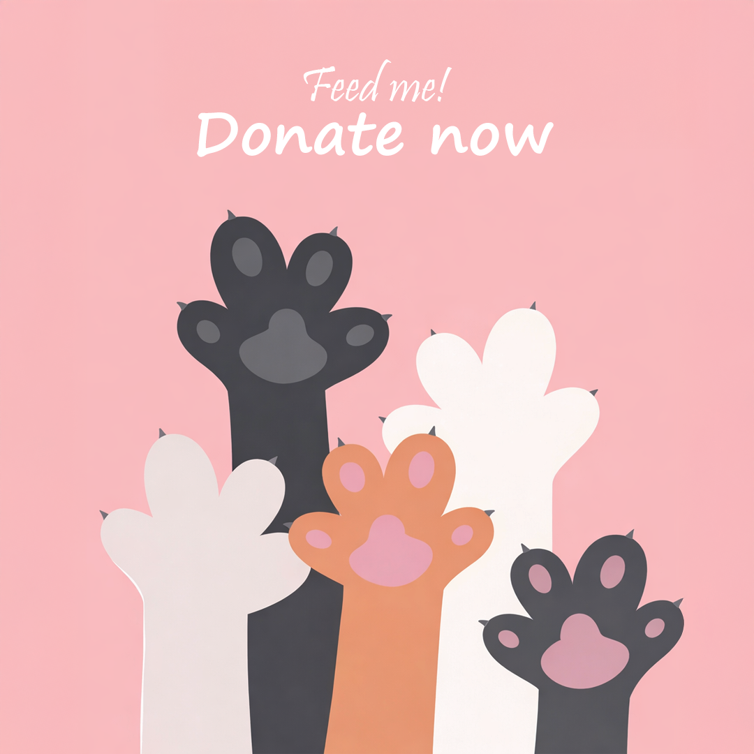 Donate to feed stray cats!